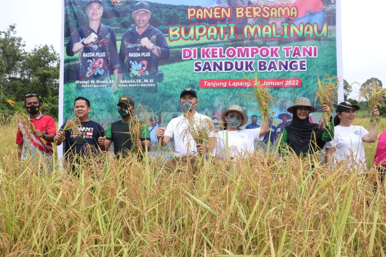 Bupati Panen Bersama Dengan Kelompok Tani Sanduk Bange image 2
