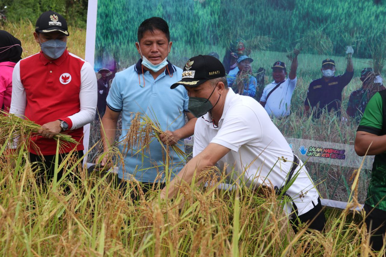 Bupati Panen Bersama Dengan Kelompok Tani Sanduk Bange image 3