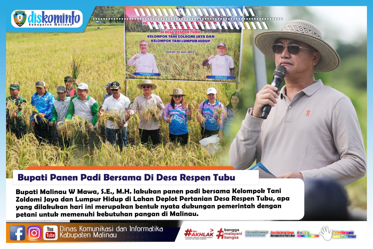 Bupati Panen Padi Bersama Di Desa Respen Tubu main image