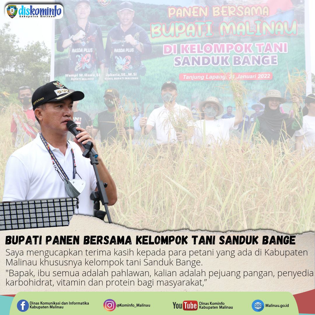 Bupati Panen Bersama Dengan Kelompok Tani Sanduk Bange