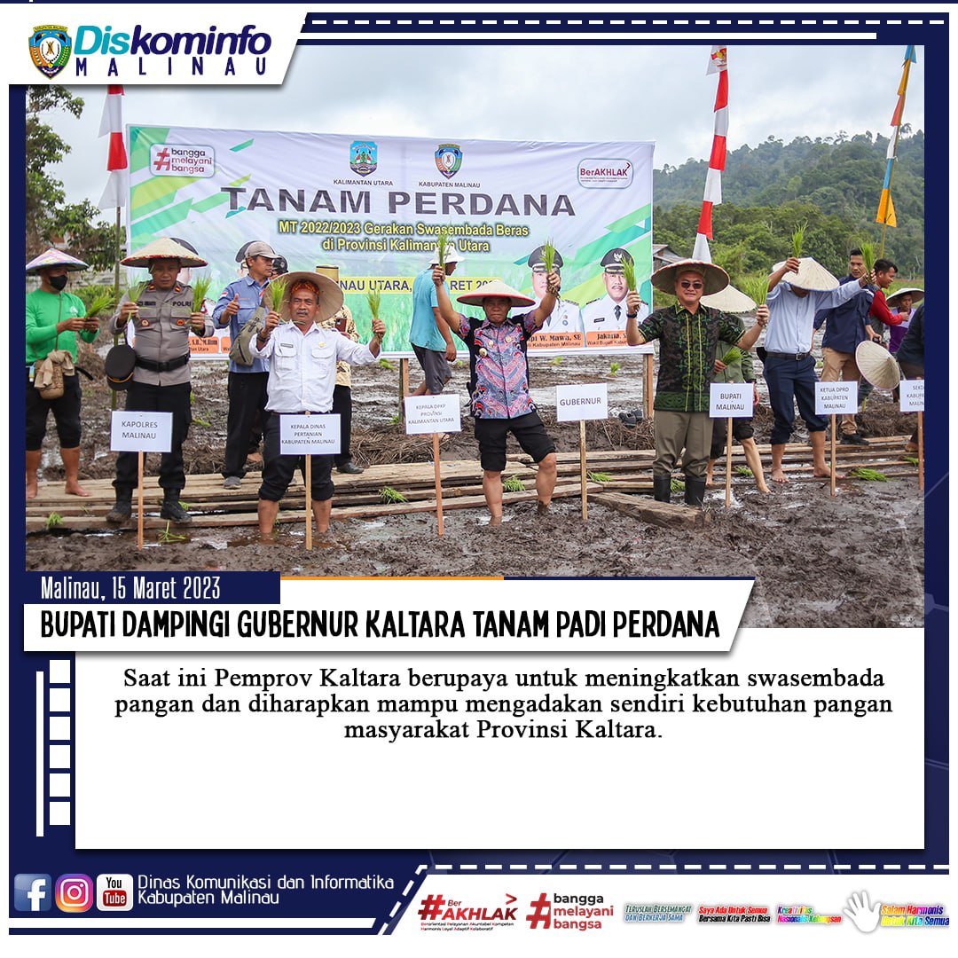 Bupati Dampingi Gubernur Kaltara Tanam Padi Perdana