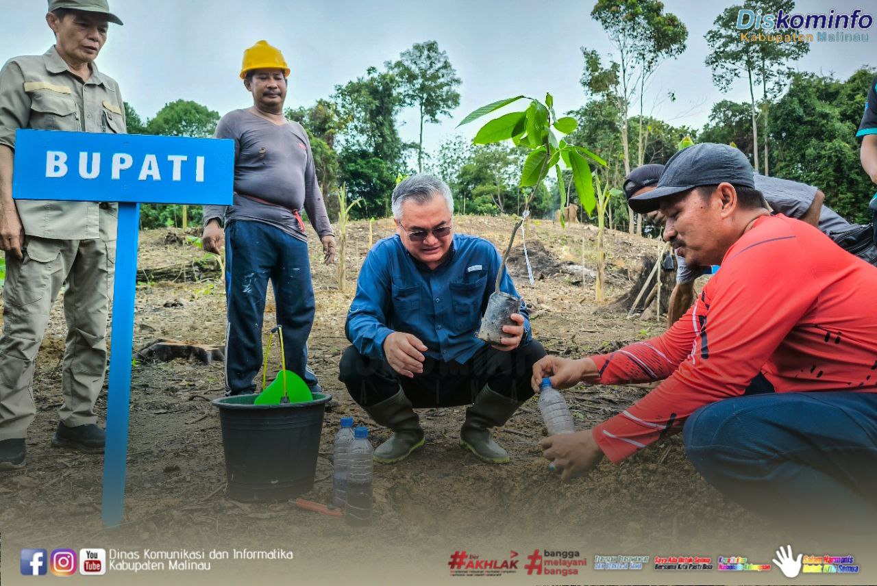 Tanam Kakao Perdana, Bupati Malinau Harapkan Hasil Produktif dan Harga Konsisten