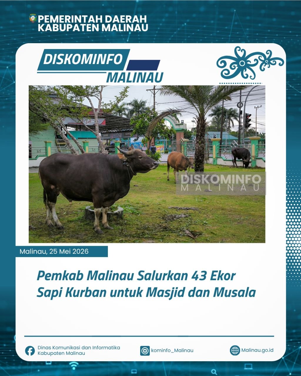 Pemkab Malinau Salurkan 43 Ekor Sapi Kurban untuk Masjid dan Musala