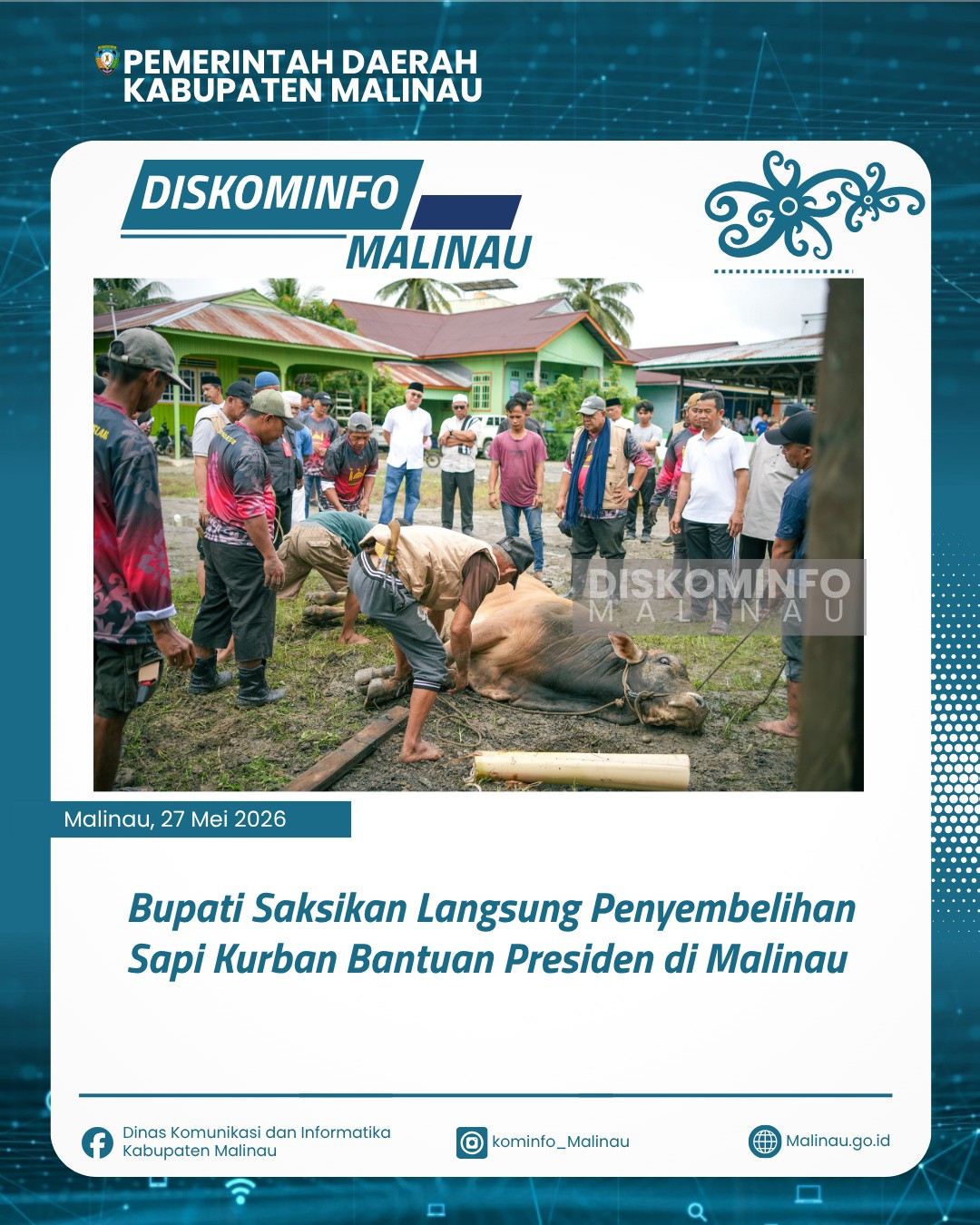 Bupati Saksikan Langsung Penyembelihan Sapi Kurban Bantuan Presiden di Malinau