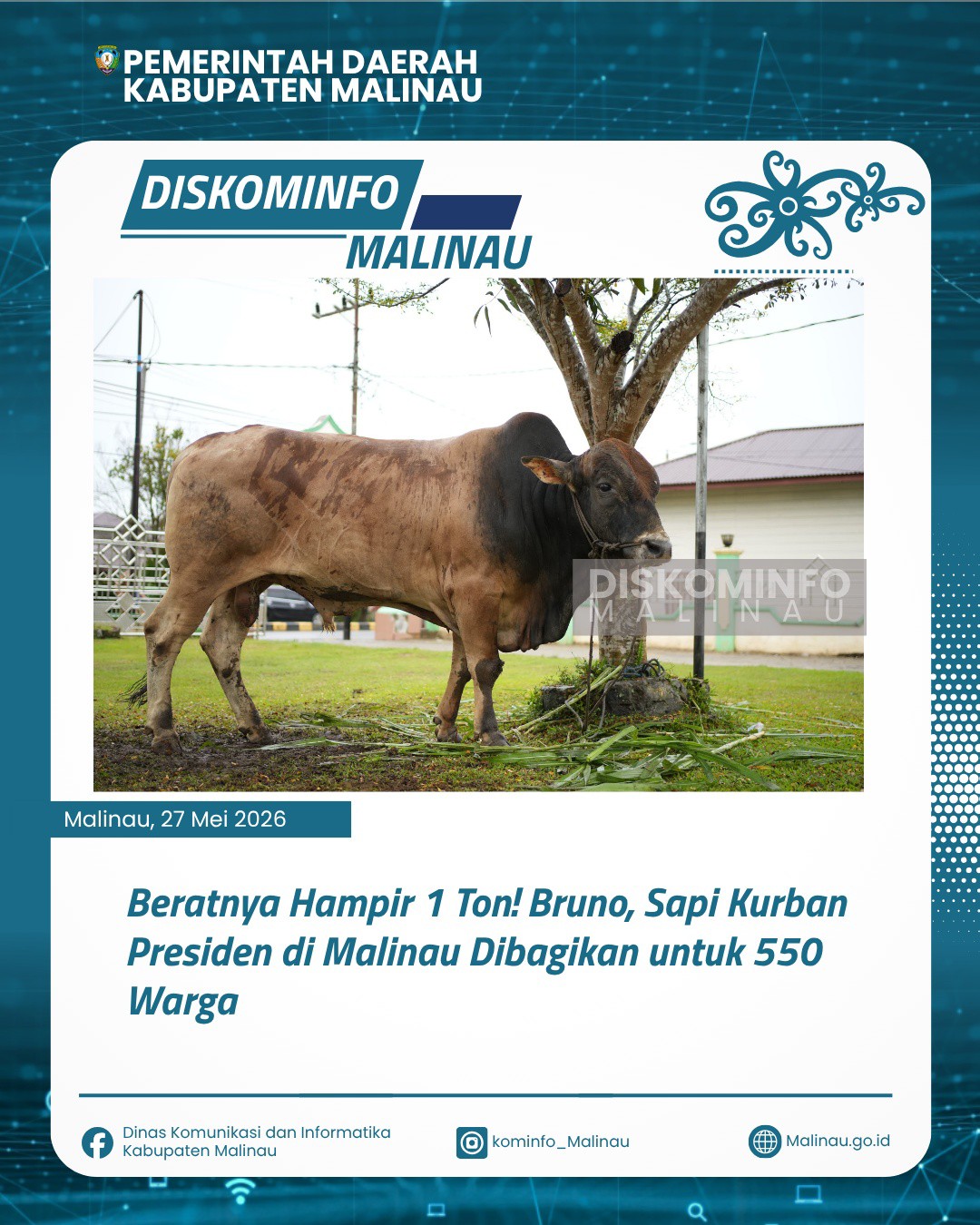Beratnya Hampir 1 Ton! Bruno, Sapi Kurban Presiden di Malinau Dibagikan untuk 550 Warga
